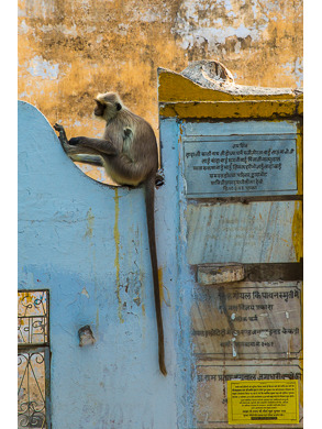 Long Tailed Monkey, Pushkar