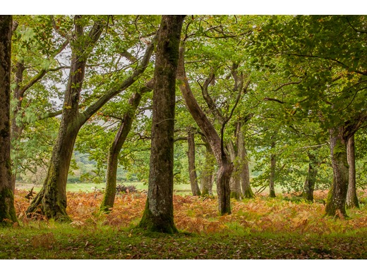 Magical Woods, Lake District